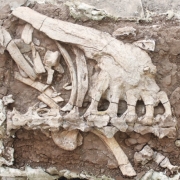 Динозавры, гулявшие по Чжэцзян. Предоставлено: Государственный Дарвиновский музей.