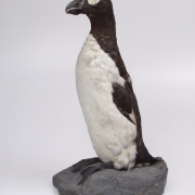 Чучело Бескрылая гагарка Pinguinus impennis (L.,1758) Исландия 1913. Предоставлено: Государственный Дарвиновский музей.