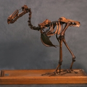 Скелет дронта Raphus cucullatus (Didus ineptus) конец XIX века. Предоставлено: Государственный Дарвиновский музей.