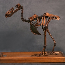 Скелет дронта Raphus cucullatus (Didus ineptus). Предоставлено: Государственный Дарвиновский Музей.