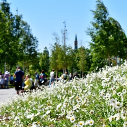 Новая волна цветения в Парке «Зарядье» - Лето 2022. Предоставлено: Парк "Зарядье".