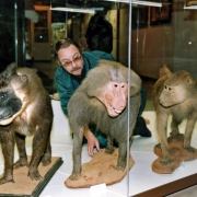 Реэкспозиция витрины "Родословная приматов" 2001. Предоставлено: Государственный Дарвиновский Музей.