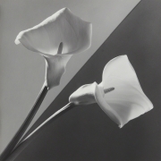 Роберт Мэпплторп "Calla Lily" 1988. Коллекция Марианны Сардаровой. Предоставлено: Фонд RuArts.