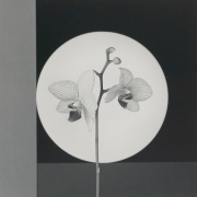 Роберт Мэпплторп "Orchid" 1988. Коллекция Марианны Сардаровой. Предоставлено: Фонд RuArts.