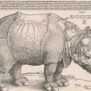 Альбрехт Дюрер "Носорог". Предоставлено: © Государственный Эрмитаж.