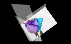 Marte Eknæs "Rainbow Rose" 2012 Кадр из видео