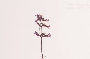 Wild Flowers (wildness is contextual!) – Volume II (grow flowers!).