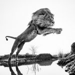 Дэвид Ярроу "Lion King" 2014
