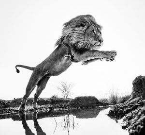Дэвид Ярроу "Lion King" 2014