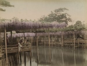 Тамамура Кодзабуро "Любование цветами глицинии в чайном доме в Камейдо, Токио" 1880-1890-е