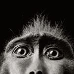 Тим Флэк "Глаза обезьяны" 2004