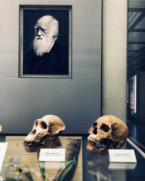 Выставка "Дарвин и мы". Государственный Дарвиновский музей.