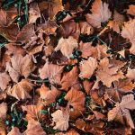 Christopher Burkett "Brown Leaves and Frost, North Carolina"