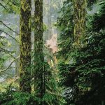 Christopher Burkett "Broken Fir Forest, Oregon"