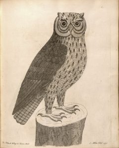 Eleazar Albin "Natural History of Birds" 1737