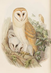 John Gould "The Birds of Great Britain" 1873