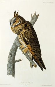 Джон Джеймс Одюбон "Птицы Америки" 1827-1838