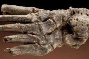 Выставка Травмы прошлого О чём говорят кости древних людей? Дарвиновский музей