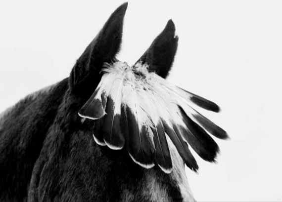 Флор Гардуньо «Лошадь с перьями» 1993. Предоставлено: Галерея Классической Фотографии.