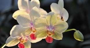 Аптекарский огород Фестиваль орхидей хищных растений и суккулентов Тропическая зима 2022
