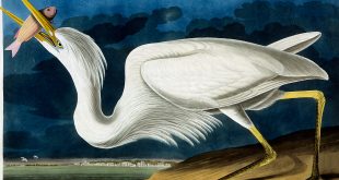Выставка Птицы на книжных страницах Галерея Метро на станции метро Выставочная Дарвиновский музей