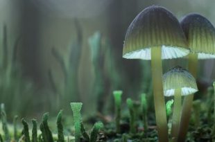 Государственный Дарвиновский Музей Выставка Грибное царство Всё о грибах