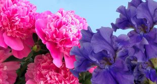 Коломна Выставка живых цветов Цветы июня Картинная галерея Дом Озерова
