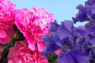 Коломна Выставка живых цветов Цветы июня Картинная галерея Дом Озерова