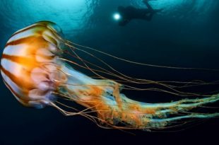 Дарвиновский музей IX Фестиваль подводной фотографии Дикий подводный мир