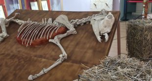 Ступино Выставка Лошадь Equus Hippos Ступинский историко-краеведческий музей