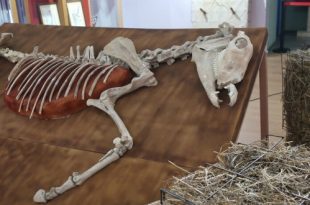 Ступино Выставка Лошадь Equus Hippos Ступинский историко-краеведческий музей