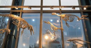 Калининград Выставка Скелеты из шкафа Музей Мирового океана Главный корпус