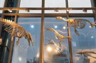 Калининград Выставка Скелеты из шкафа Музей Мирового океана Главный корпус